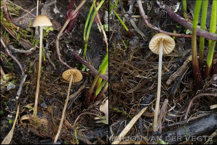 Oker breeksteeltje - Conocybe ochrostriata